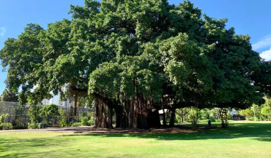 banyan-tree